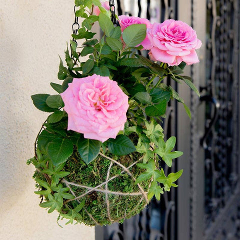 Japanese Kokedama Kit
