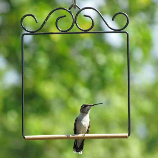 Pop's Original Hummingbird Swing | Black