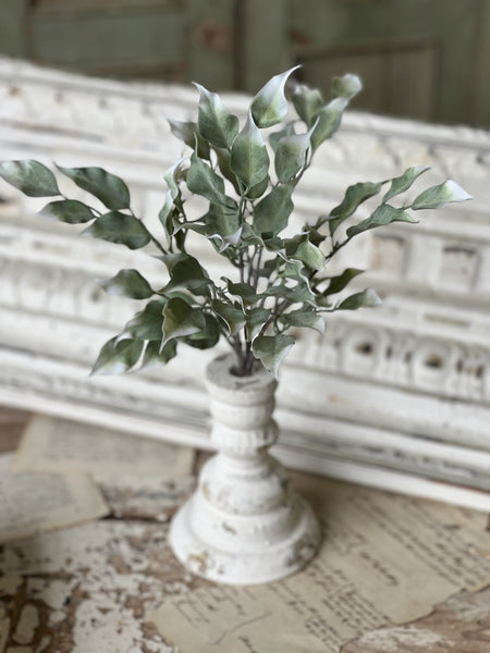 Gallivanting Greens Bush | 13.5"