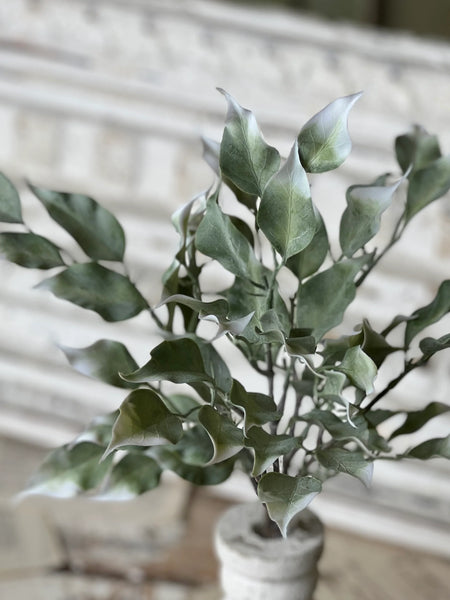 Gallivanting Greens Bush | 13.5"
