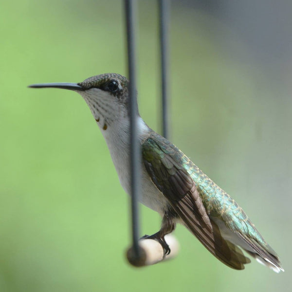 Pop's Original Hummingbird Swing | Black