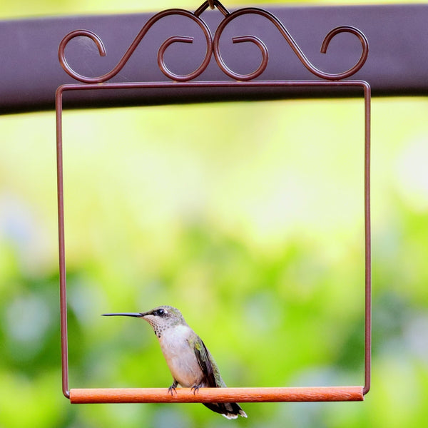 Pop's Original Hummingbird Swing | Brown