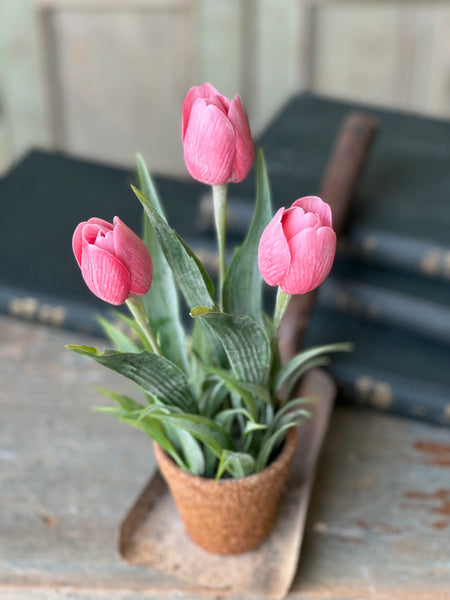Pink Holland Tulip Pot | 12"