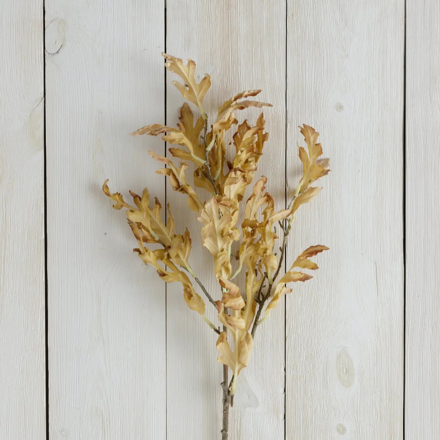 Dried Yellow Oak Leaves Branch