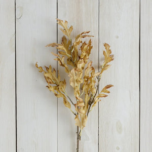 Dried Yellow Oak Leaves Branch