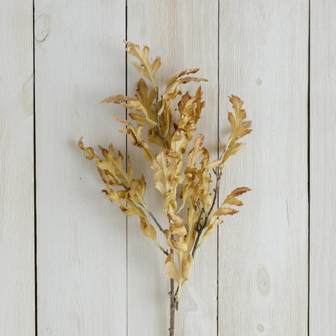 Dried Yellow Oak Leaves Branch