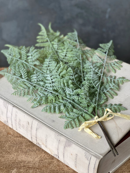 Longacre Fern Bundle | 20" | Laceleaf