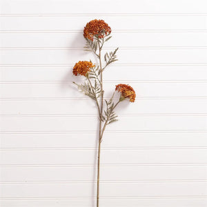 Ozothamnus Tan Pick