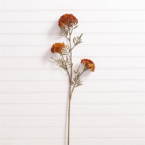 Ozothamnus Tan Pick