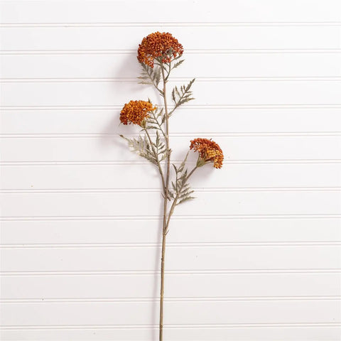 Ozothamnus Tan Pick