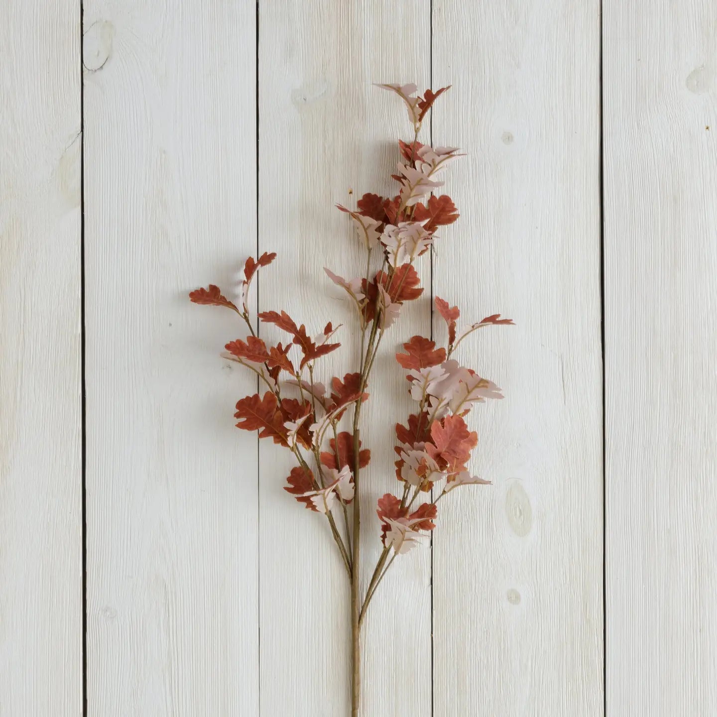 Brown Oak Leaves Branch