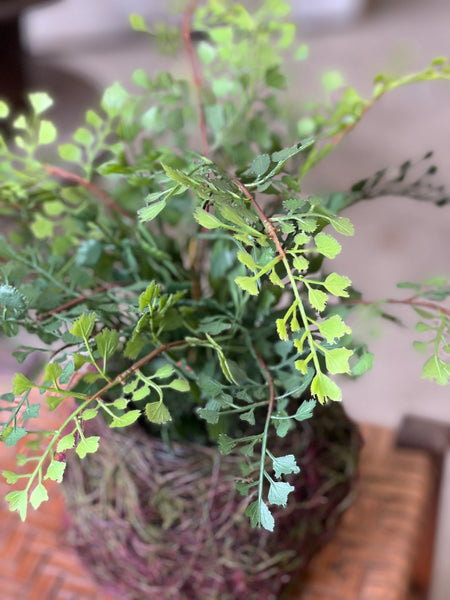 Nested Maiden Hair Fern | 15"