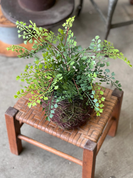 Nested Maiden Hair Fern | 15"