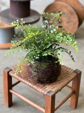 Nested Maiden Hair Fern | 15"