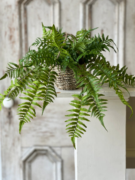 Creel Fern Hanging Basket | Boston