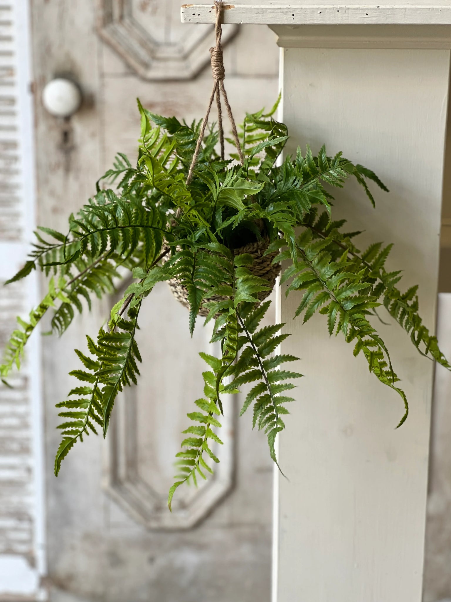 Creel Fern Hanging Basket | Boston