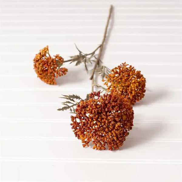Ozothamnus Tan Pick